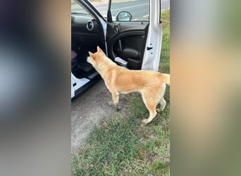 Yna - wunderschönes Akitamädchen