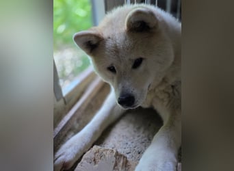 Aky- wunderschöne Akita Hündin