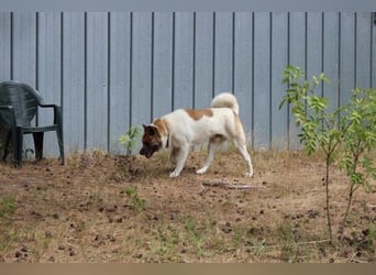 Hatschi, Akita Inu, geb. 2018, großer Teddybär sucht Haus und Hof