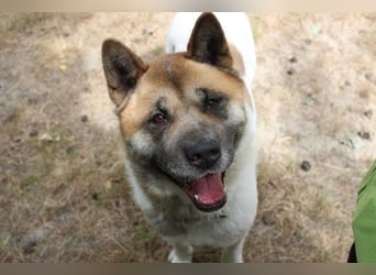 Hatschi, Akita Inu, geb. 2018, großer Teddybär sucht Haus und Hof