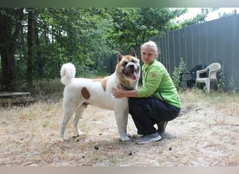 Hatschi, Akita Inu, geb. 2018, großer Teddybär sucht Haus und Hof