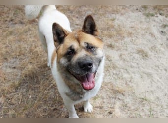 Hatschi, Akita Inu, geb. 2018, großer Teddybär sucht Haus und Hof