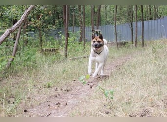 Hatschi, Akita Inu, geb. 2018, großer Teddybär sucht Haus und Hof