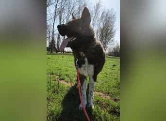 Vidar-KK – stolzer Akita-Typ sucht standhafte und liebevolle Menschen