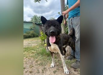 Vidar-KK – stolzer Akita-Typ sucht standhafte und liebevolle Menschen