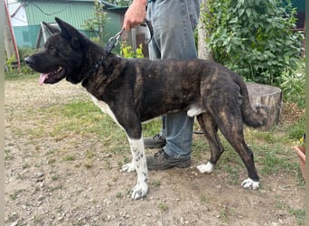Vidar-KK – stolzer Akita-Typ sucht standhafte und liebevolle Menschen