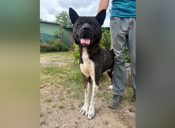 Vidar-KK – stolzer Akita-Typ sucht standhafte und liebevolle Menschen