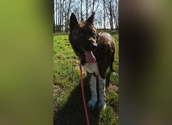 Vidar-KK – stolzer Akita-Typ sucht standhafte und liebevolle Menschen