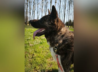 Vidar-KK – stolzer Akita-Typ sucht standhafte und liebevolle Menschen