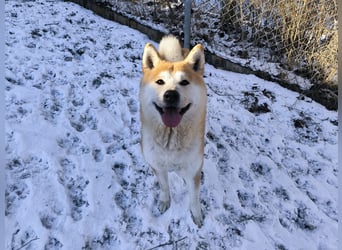 Ray sucht ein neues Zuhause