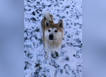 Ray sucht ein neues Zuhause