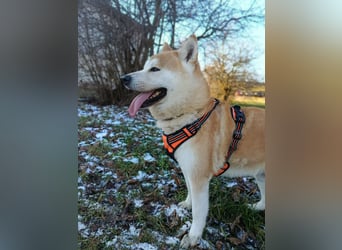 Ray sucht ein neues Zuhause