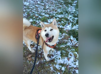 Akita Ray sucht ein neues Zuhause