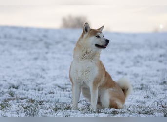 Akita Ray sucht ein neues Zuhause