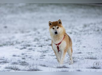 Akita Ray sucht ein neues Zuhause