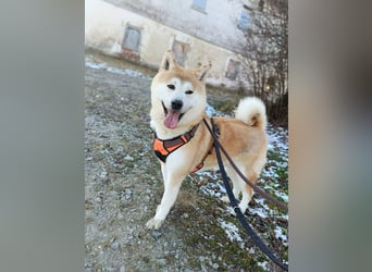 Akita Ray sucht ein neues Zuhause