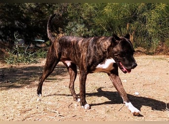 Torete - der eher gemütliche Typ Hund