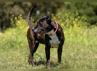 Torete - der eher gemütliche Typ Hund