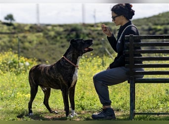 Torete - der eher gemütliche Typ Hund