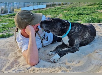 Torete - der eher gemütliche Typ Hund