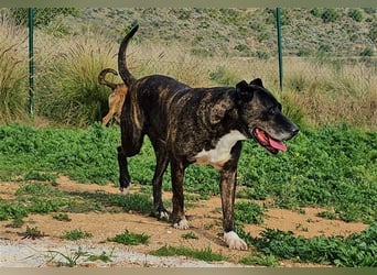 Torete - der eher gemütliche Typ Hund