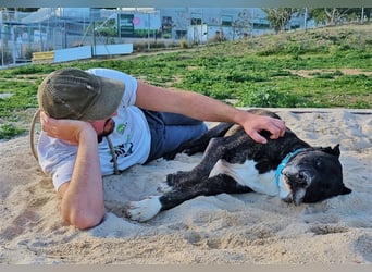 Torete - der eher gemütliche Typ Hund