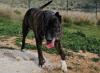 Torete - der eher gemütliche Typ Hund