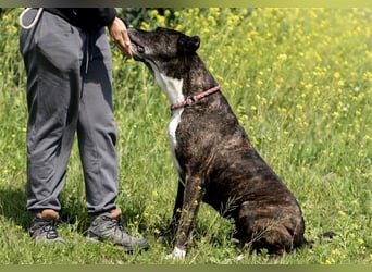Torete - der eher gemütliche Typ Hund
