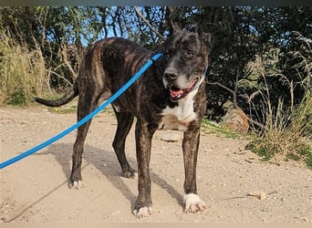 Torete - der eher gemütliche Typ Hund