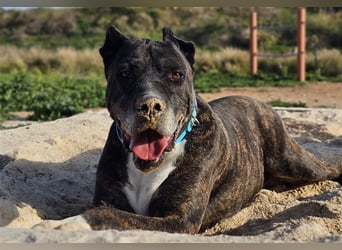 Torete - der eher gemütliche Typ Hund