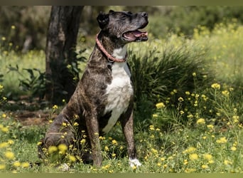 Torete - der eher gemütliche Typ Hund