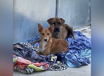 Julieta (Spanien) – die liebevolle Kämpferin mit dem großen Herzen