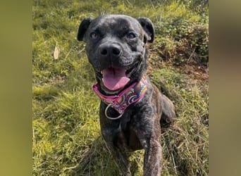 Tana (Spanien) – abenteuerlustige Hündin sucht starken Menschen