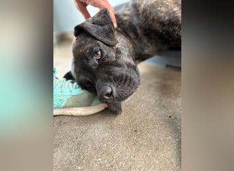 Tana (Spanien) – abenteuerlustige Hündin sucht starken Menschen