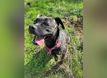 Tana (Spanien) – abenteuerlustige Hündin sucht starken Menschen