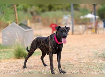 Tana (Spanien) – abenteuerlustige Hündin sucht starken Menschen