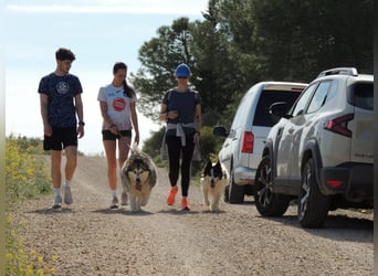 LUFFI-Besitzer erkrankt, deshalb sucht dieser freundliche Bub neue, liebevolle Für-immer-Familie
