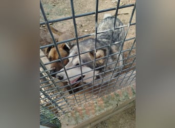 LUFFI-Besitzer erkrankt, deshalb sucht dieser freundliche Bub neue, liebevolle Für-immer-Familie