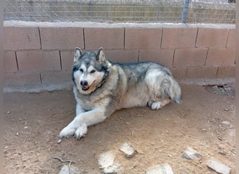LUFFI-Besitzer erkrankt, deshalb sucht dieser freundliche Bub neue, liebevolle Für-immer-Familie