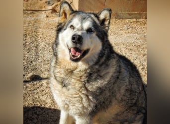 LUFFI-Besitzer erkrankt, deshalb sucht dieser freundliche Bub neue, liebevolle Für-immer-Familie