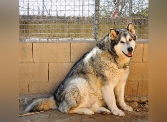 LUFFI-Besitzer erkrankt, deshalb sucht dieser freundliche Bub neue, liebevolle Für-immer-Familie