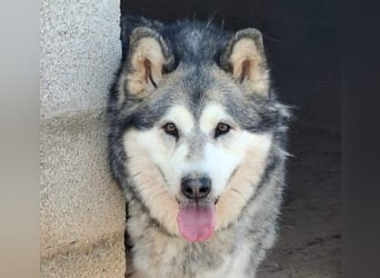 LUFFI-Besitzer erkrankt, deshalb sucht dieser freundliche Bub neue, liebevolle Für-immer-Familie