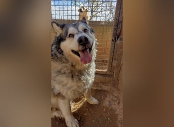 LUFFI-Besitzer erkrankt, deshalb sucht dieser freundliche Bub neue, liebevolle Für-immer-Familie