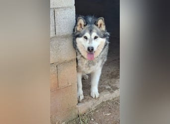 LUFFI-Besitzer erkrankt, deshalb sucht dieser freundliche Bub neue, liebevolle Für-immer-Familie