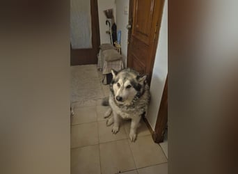 LUFFI-Besitzer erkrankt, deshalb sucht dieser freundliche Bub neue, liebevolle Für-immer-Familie