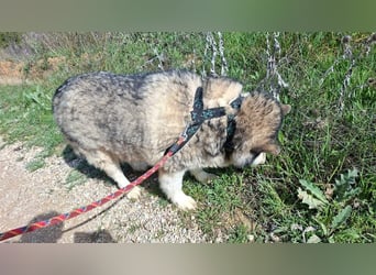 LUFFI-Besitzer erkrankt, deshalb sucht dieser freundliche Bub neue, liebevolle Für-immer-Familie