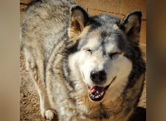 LUFFI-Besitzer erkrankt, deshalb sucht dieser freundliche Bub neue, liebevolle Für-immer-Familie