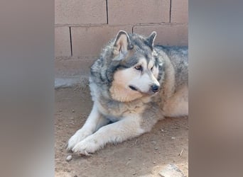 LUFFI-Besitzer erkrankt, deshalb sucht dieser freundliche Bub neue, liebevolle Für-immer-Familie