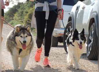 LUFFI-Besitzer erkrankt, deshalb sucht dieser freundliche Bub neue, liebevolle Für-immer-Familie