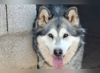 LUFFI-Besitzer erkrankt, deshalb sucht dieser freundliche Bub neue, liebevolle Für-immer-Familie